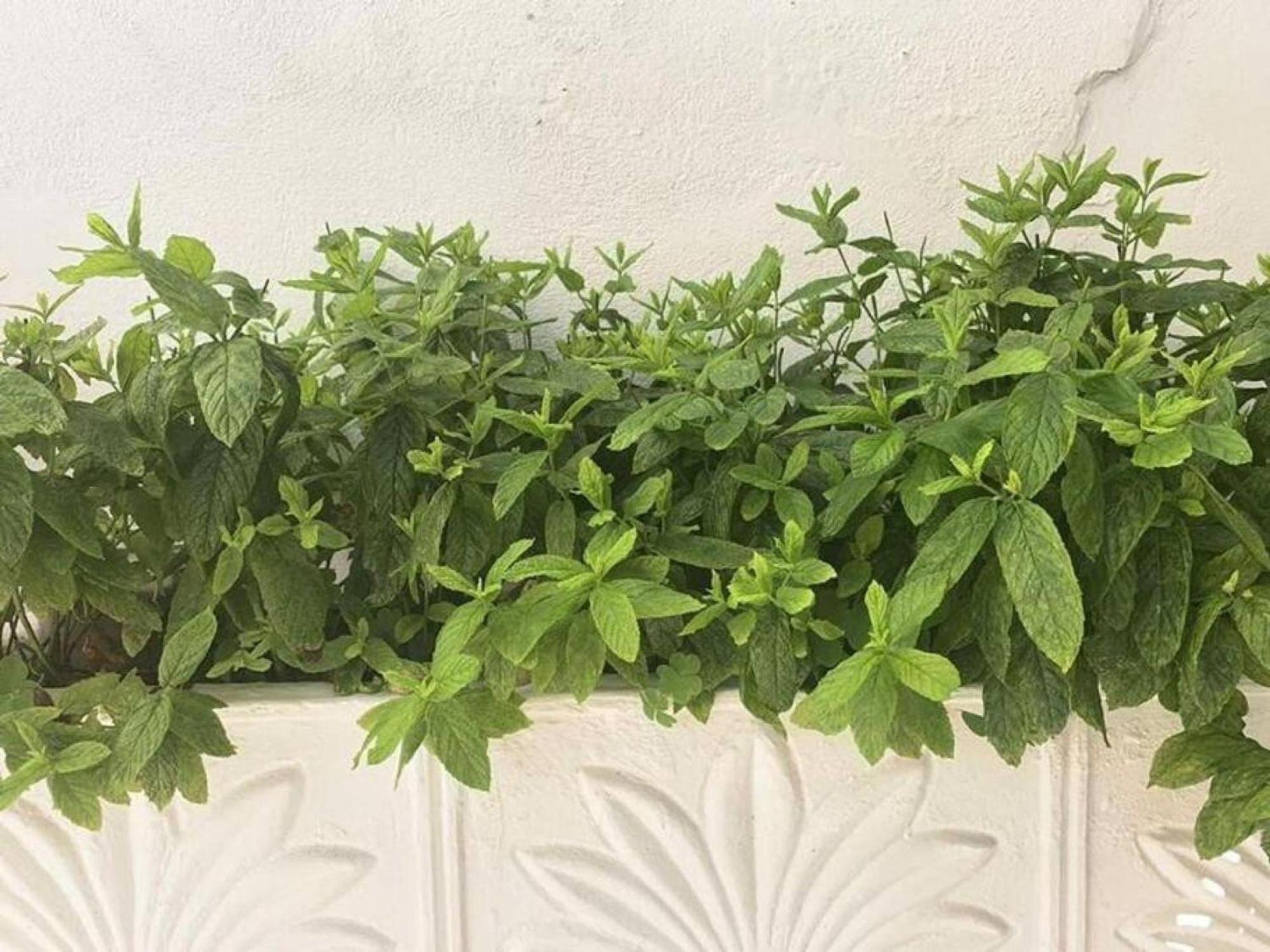 Dolce Vita - In The Heart Of Lefkada - Lefkada Bnb Extérieur photo